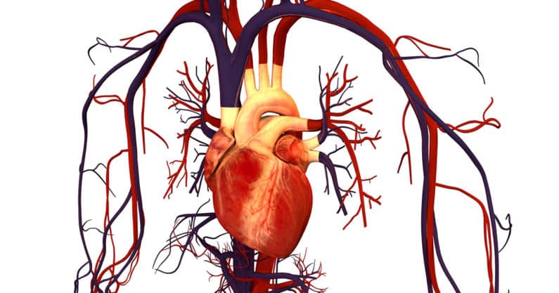 Heart and Human Circulatory System
