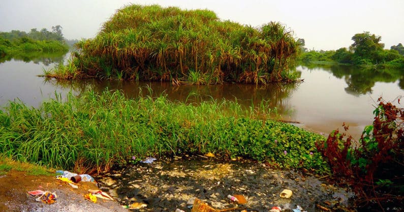 Polluted mangrove